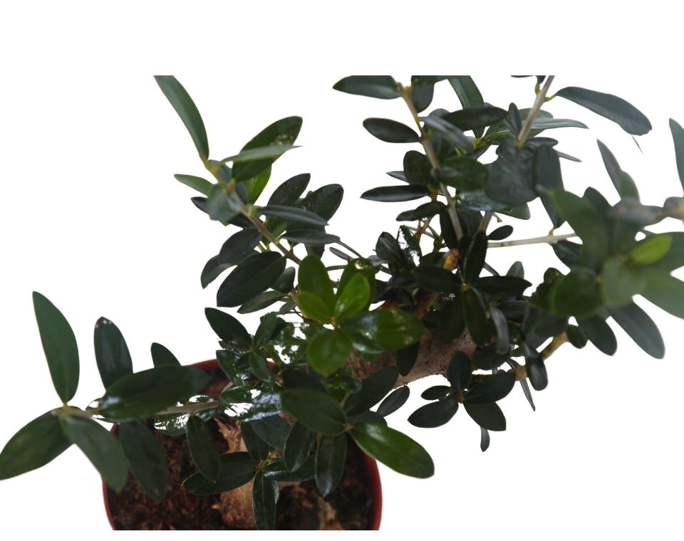 עץ זית בונסאי | עציץ בקוטר 12 ס"מ