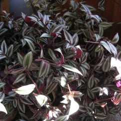 היהודי הנודד (זברינה) | עציץ בקוטר 12 ס״מ