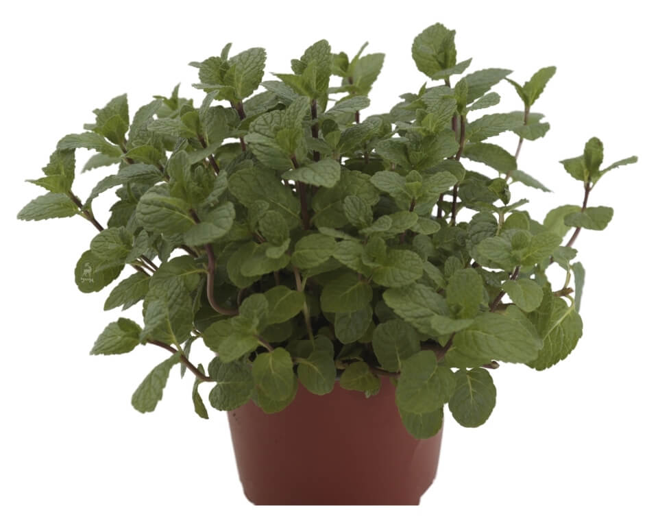 נענע | עציץ בקוטר 12 ס״מ