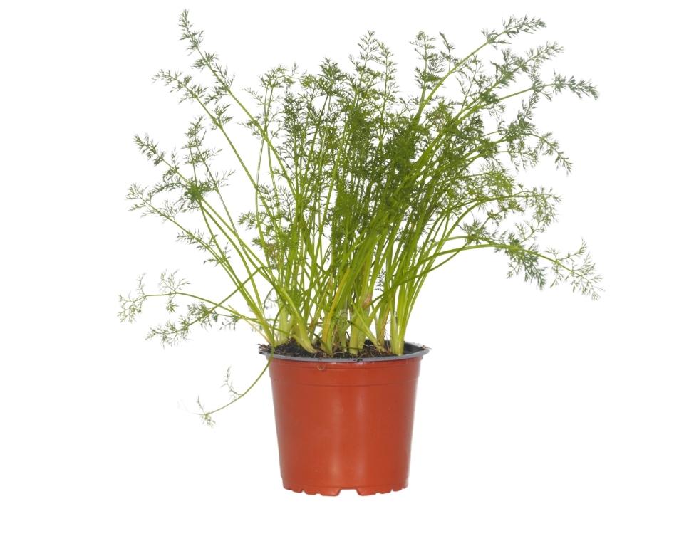 שמיר | עציץ בקוטר 12 ס"מ