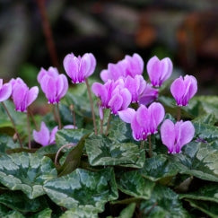 רקפת | עציץ בקוטר 12 ס״מ