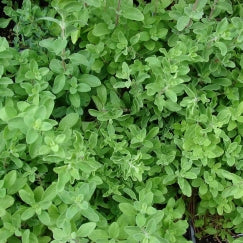 מיורם | עציץ בקוטר 12 ס״מ