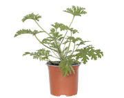 גרניום לימוני | עציץ בקוטר 12 ס״מ