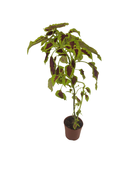 קולאוס (נדנונית) | בעציץ 12 ס"מ