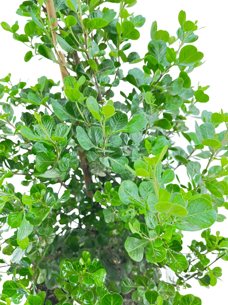 אוג מכחיל (גלאוקה) | עציץ בנפח 25 ליטר