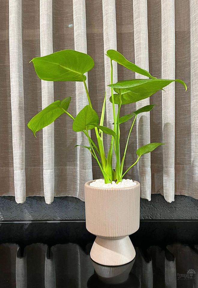 כד מעוצב | מונסטרה | אפור | קטן