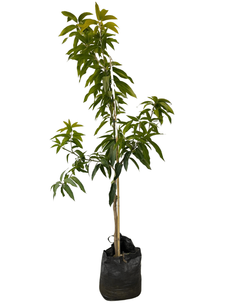 עץ מנגו-מאיה | עציץ בנפח 25 ליטר