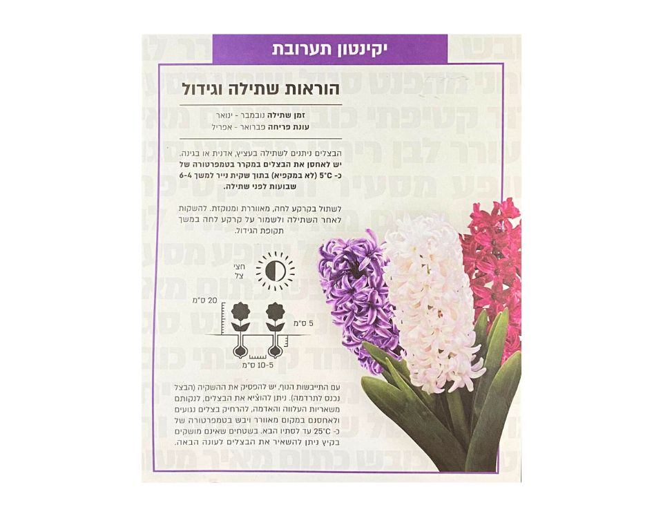 מארז פקעות | תערובת יקינטון | 3-20 יחידות