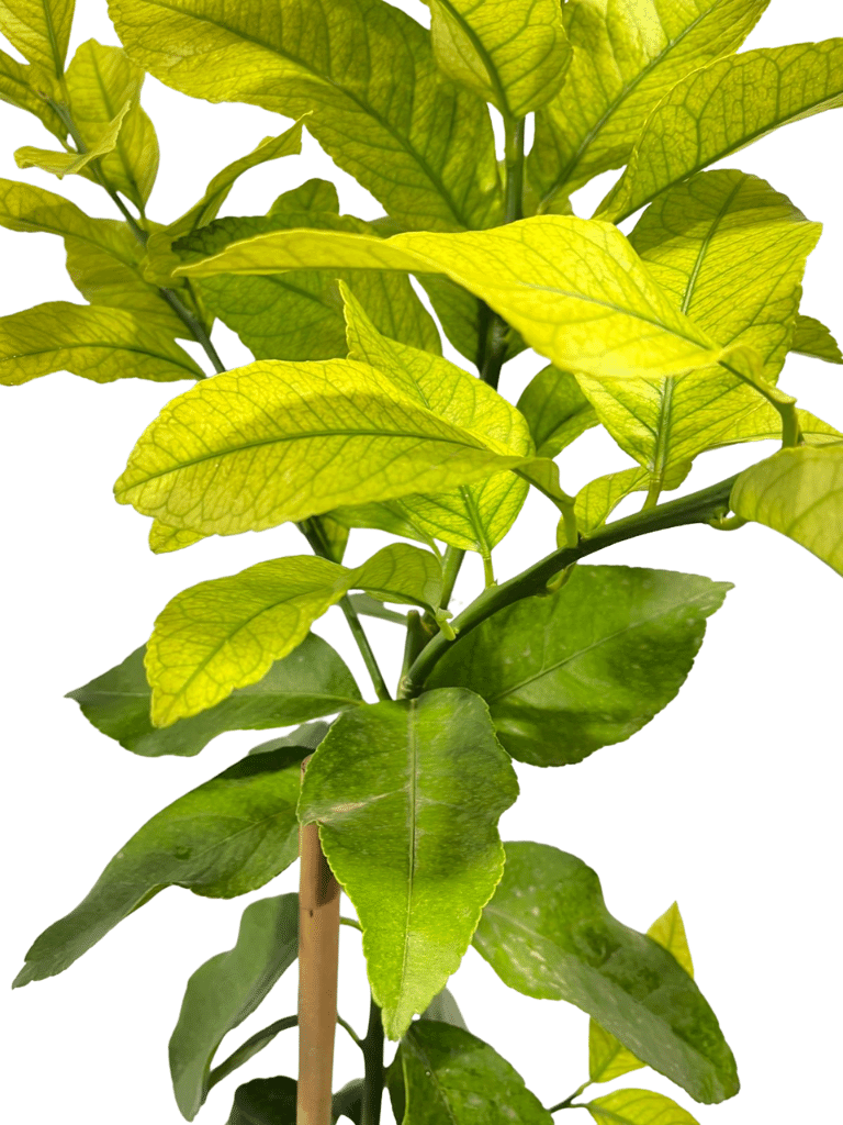 לימון יוריקה | עציץ בנפח 10 ליטר