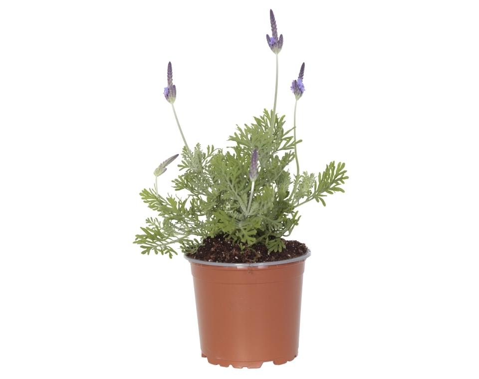 לוונדר מנוצה | עציץ בנפח 4 ליטר