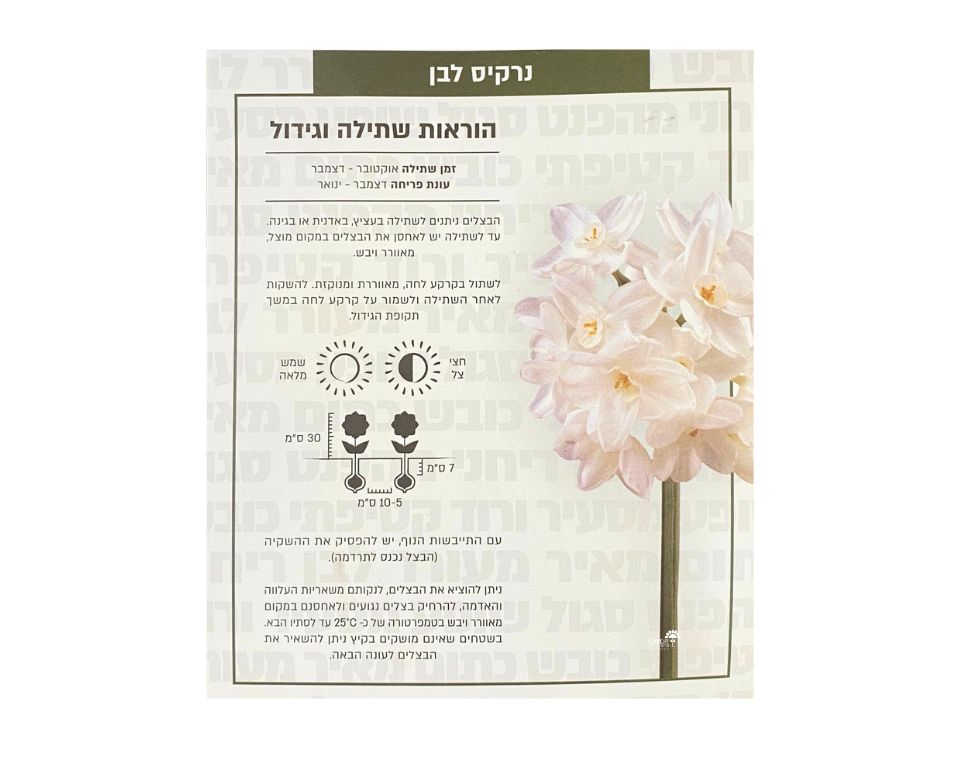 נרקיס לבן | 5 יחידות