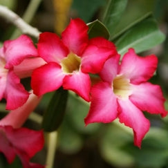 אדניום | עציץ בקוטר 12 ס"מ