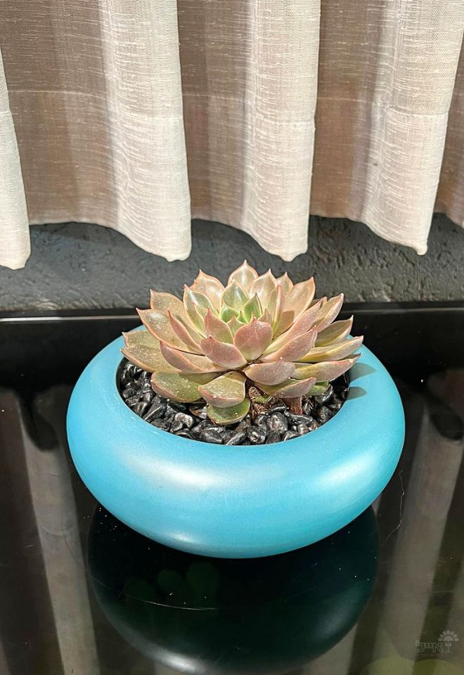 קערת סקולנטים | קטנה | ורוד/כחול