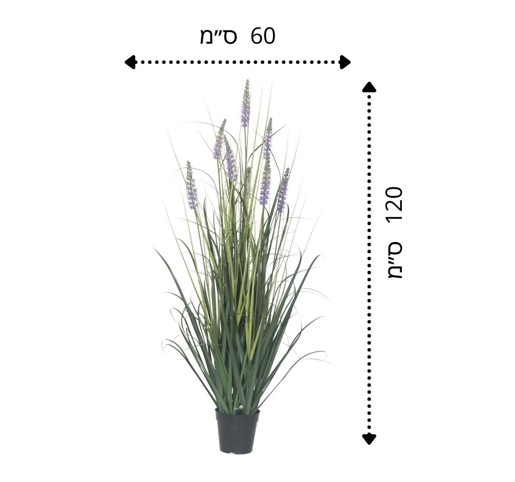עשבוני פריחה סגולה | גובה 120 ס"מ
