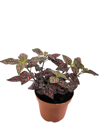 פיתוניה גידית (אלביוניס) ורודה | עציץ בקוטר 12 ס"מ