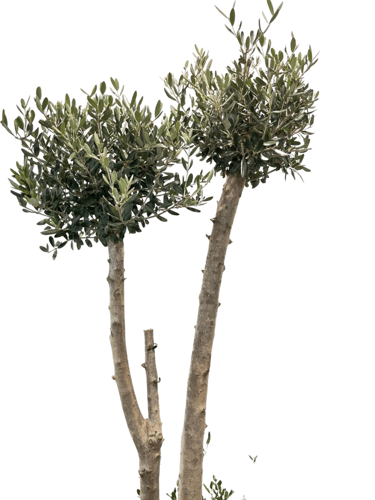 עץ זית פונפונים | עציץ בנפח 50 ליטר