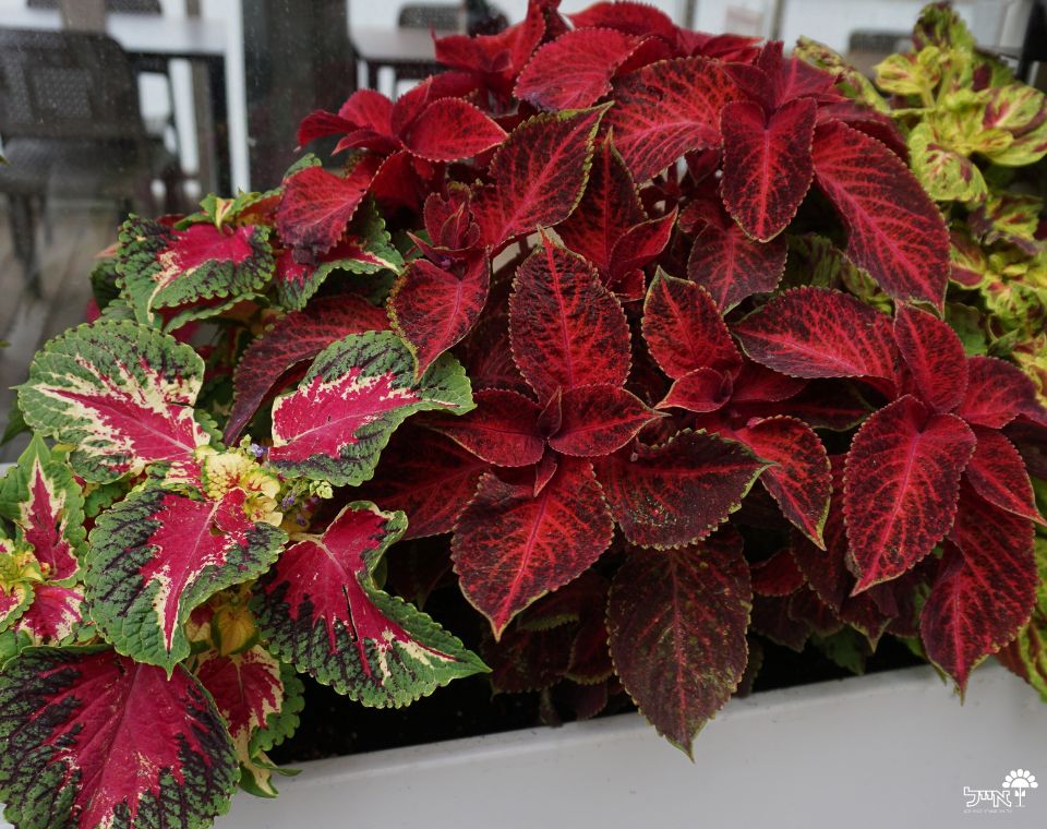 קולאוס (נדנונית) | בעציץ 12 ס"מ