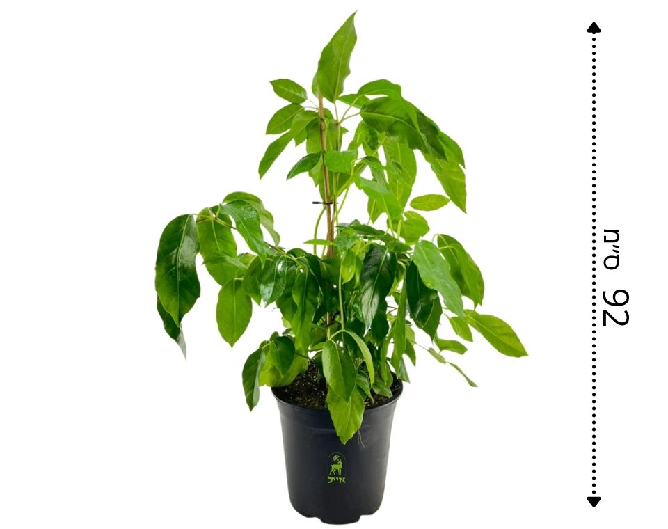 שפלרה רחבת עלים | עציץ בנפח 10 ליטר