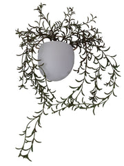 עציץ גולש רוזמרין | כולל כלי פייבר לבן