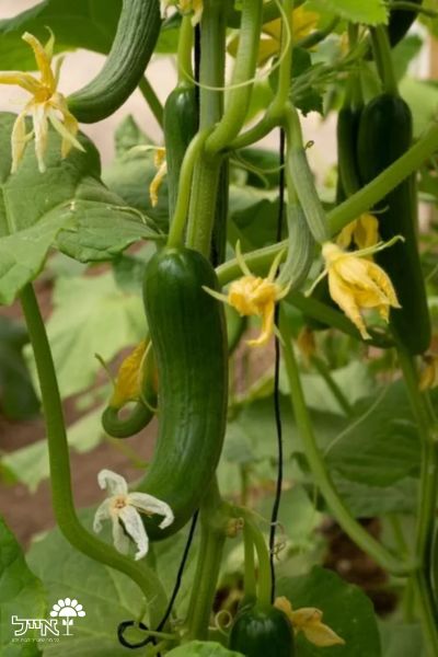 מלפפון | 10 זרעים
