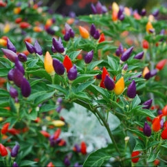 פלפל חריף | עציץ בקוטר 12 ס״מ