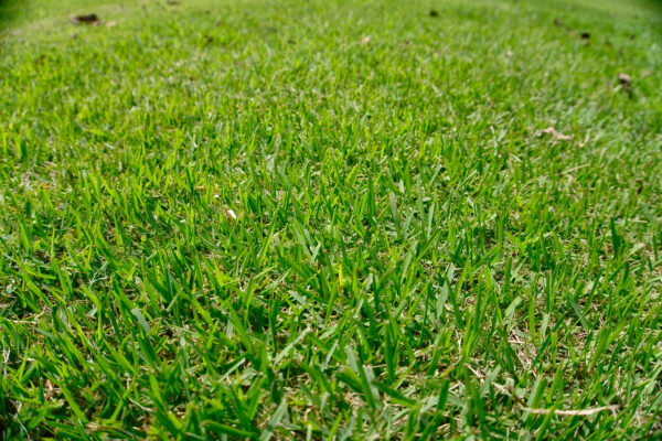 דשא מוכן - אלטורו | דשא טבעי