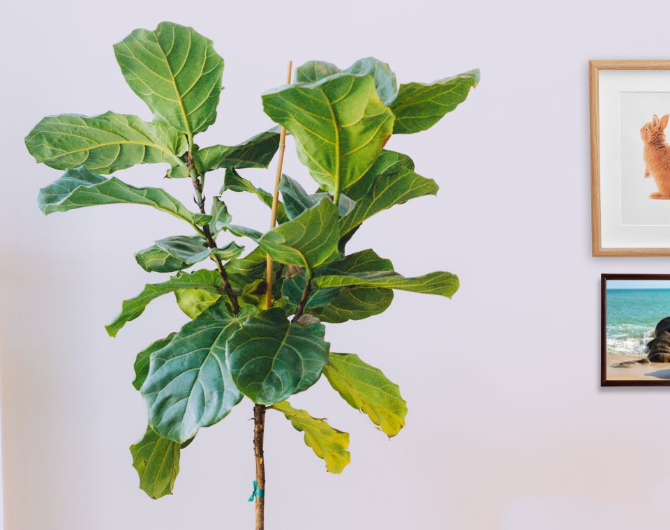 פיקוס כינורי | עציץ בנפח 25 ליטר