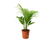 דקל טבעות | עציץ בנפח 10 ליטר