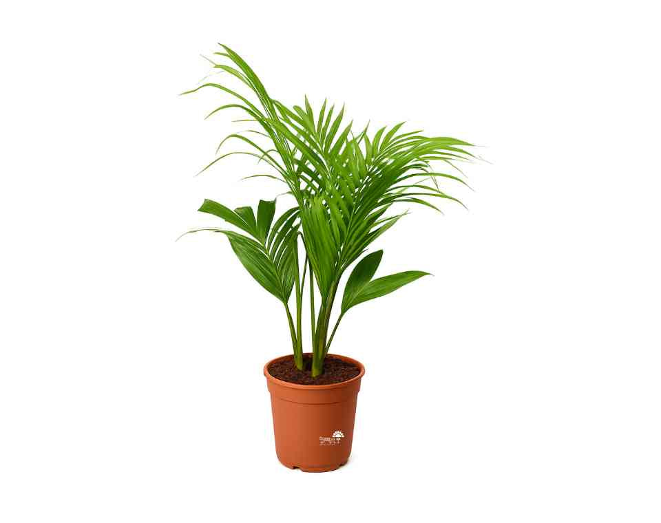 דקל טבעות | עציץ בנפח 10 ליטר