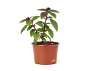 בזיליקום מג'יק | עציץ קוטר 12 ס״מ