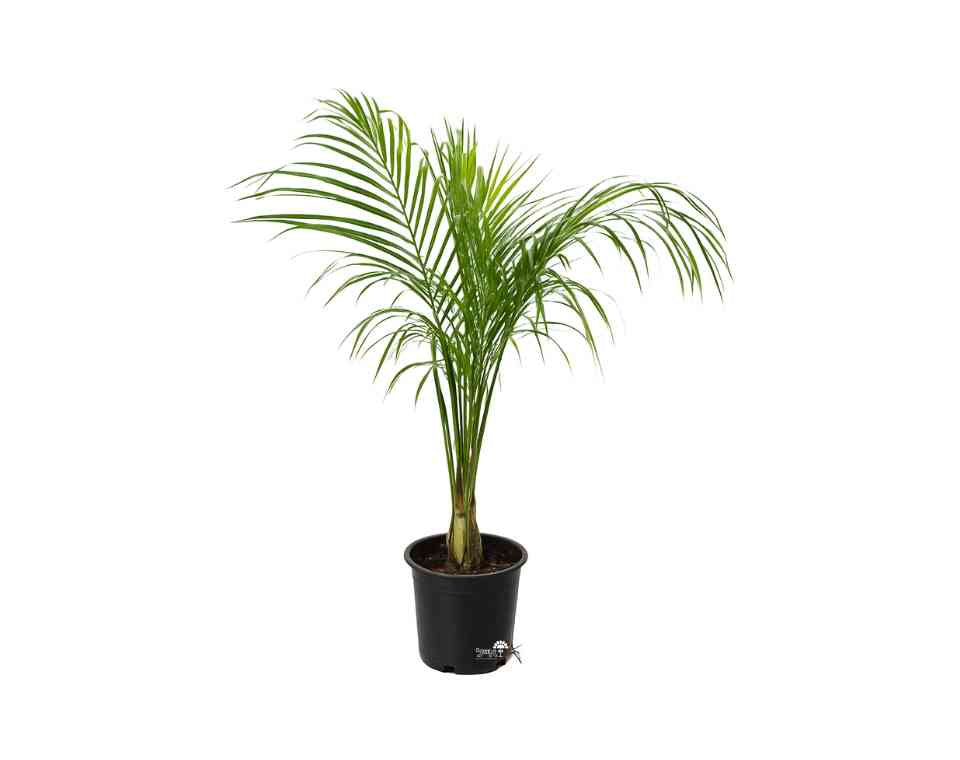 דקל משולש | עציץ בנפח 25 ליטר