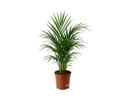 דקל אריקה | עציץ בנפח 10 ליטר