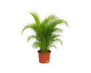 דקל אריקה | עציץ בנפח 25 ליטר