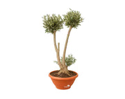 עץ זית פונפונים | עציץ בנפח 50 ליטר