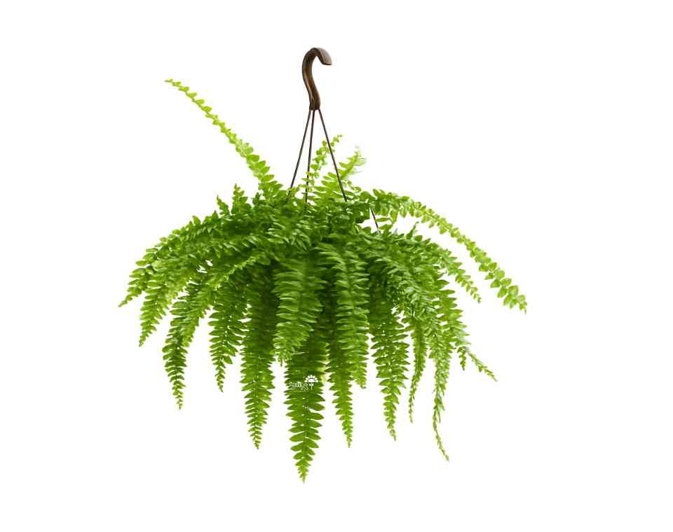 שרך בוסטון | עציץ בנפח 4 ליטר