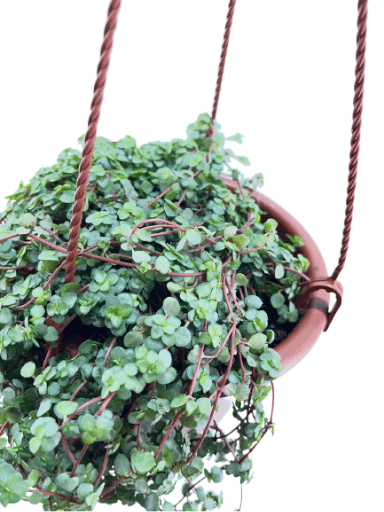 פילאה מכחילה | עציץ בנפח 4 ליטר