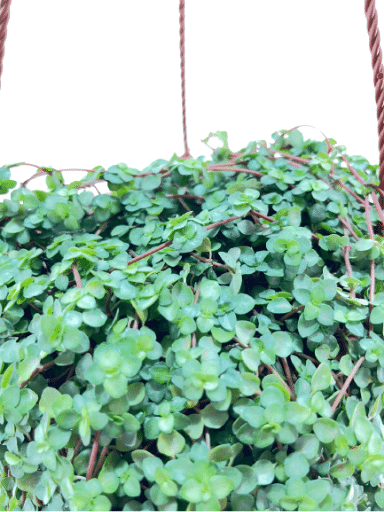 פילאה מכחילה | עציץ בנפח 4 ליטר