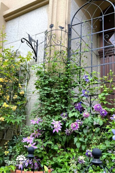 רשת ברזל מעוגלת לטיפוס צמחים | 180X40 | דגם מנטה | שחור