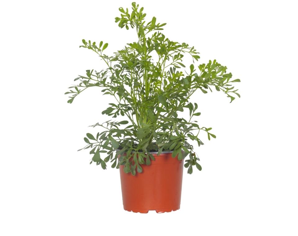 רודה / רוטה (פיגם) | בעציץ קוטר 12 ס״מ