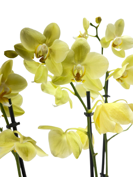 סחלב דו-ענפי | צהוב | עציץ קוטר 12 ס"מ