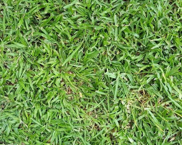 דשא מוכן - דרבן | דשא טבעי