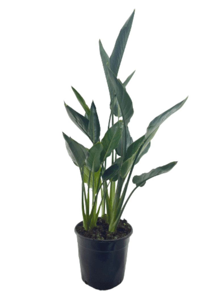 ציפור גן עדן רג'ינה | עציץ בנפח 25 ליטר