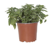 זעתר | עציץ בקוטר 12 ס"מ