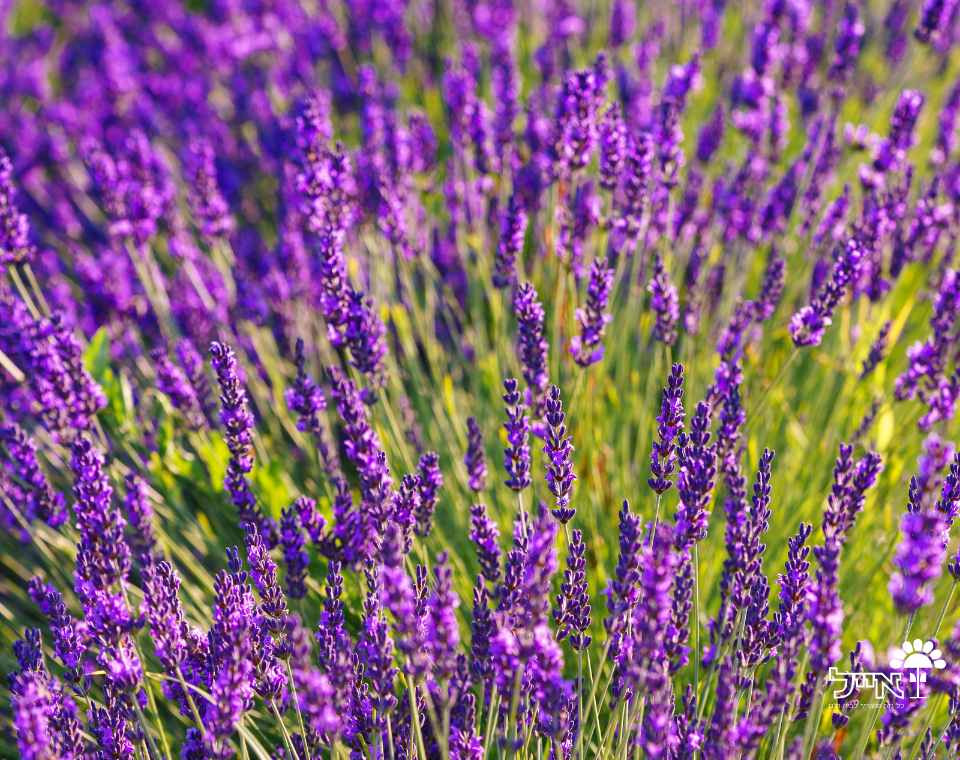 לוונדר מנוצה | עציץ בנפח 10 ליטר