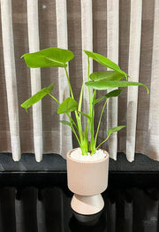 כד מעוצב | מונסטרה | אפור | קטן