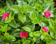 אפטניה | עציץ בקוטר 12 ס"מ