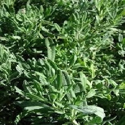 טרגון | עציץ בקוטר 12 ס״מ