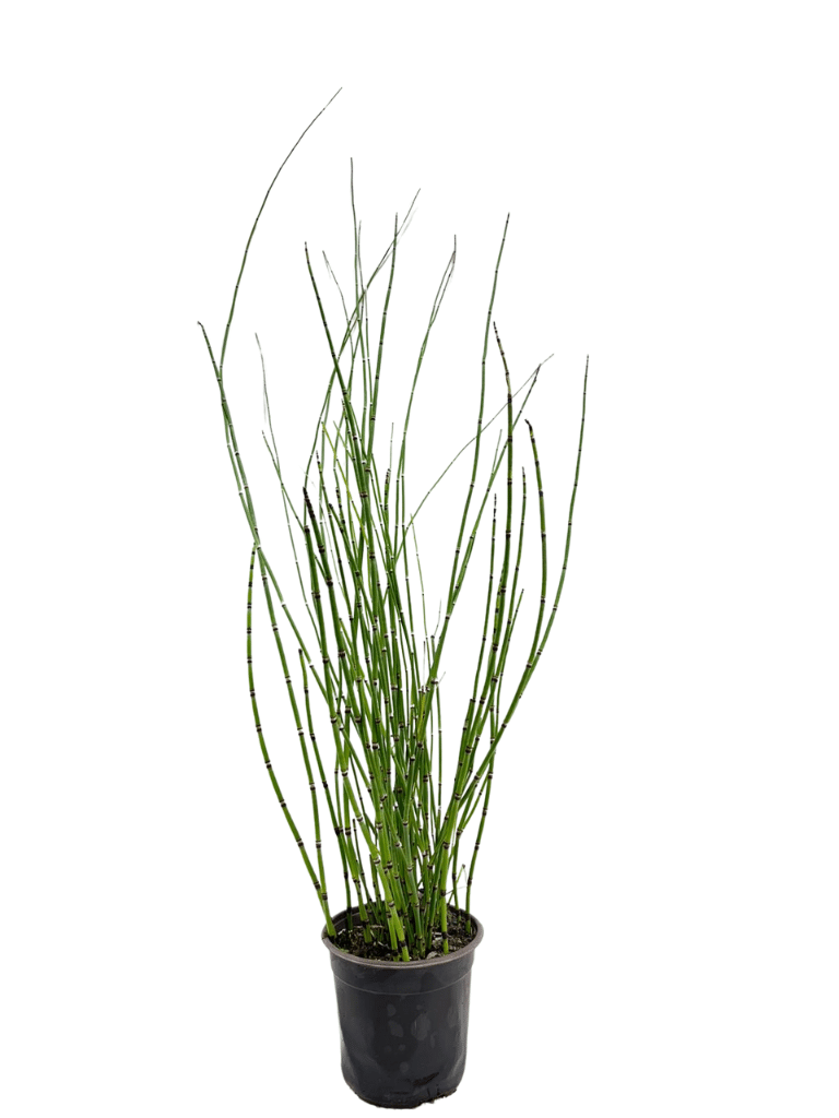 שבטבט | עציץ בנפח 4 ליטר