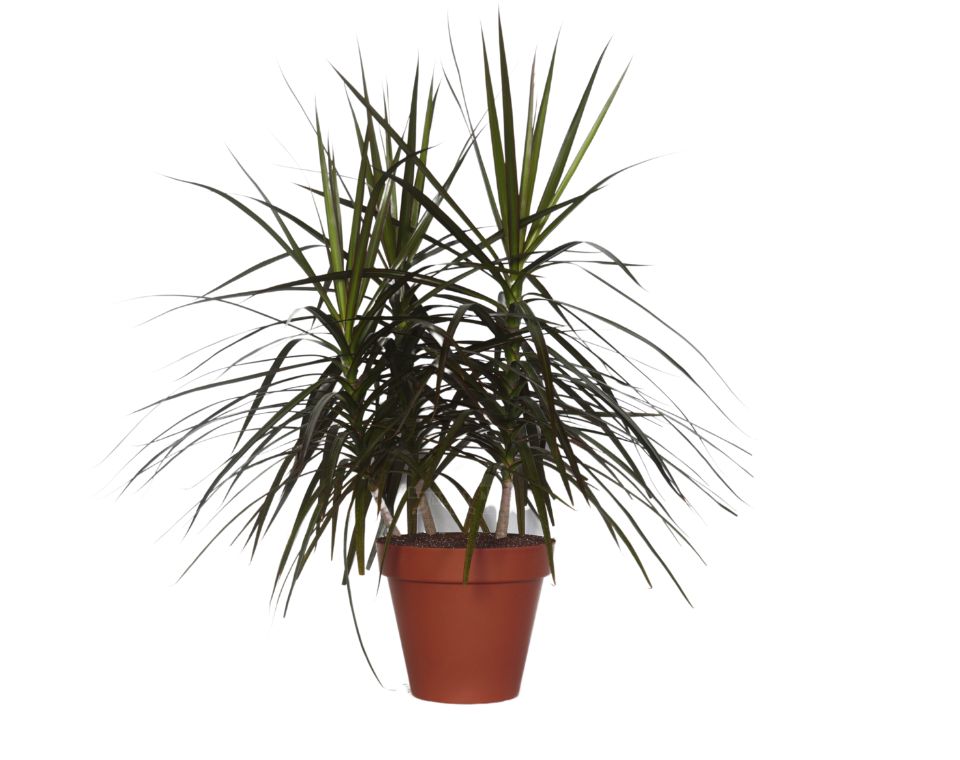 שלישיית דרצנה מרגריטה | עציץ בנפח 10 ליטר