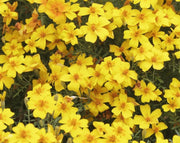 בידנס (צהוב) | עציץ בקוטר 12 ס"מ